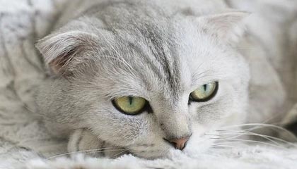 开云登录-邵化谦：重新起航的男篮谨防翻车